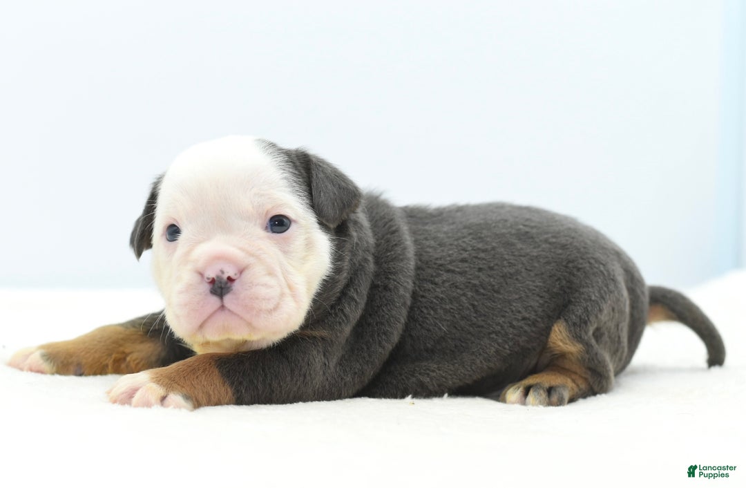 Mixed Breed dogs for sale: Duke mini bulldog  - Ad 9