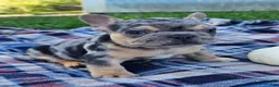 French Bulldog dogs for sale: Quarter - Ad 4