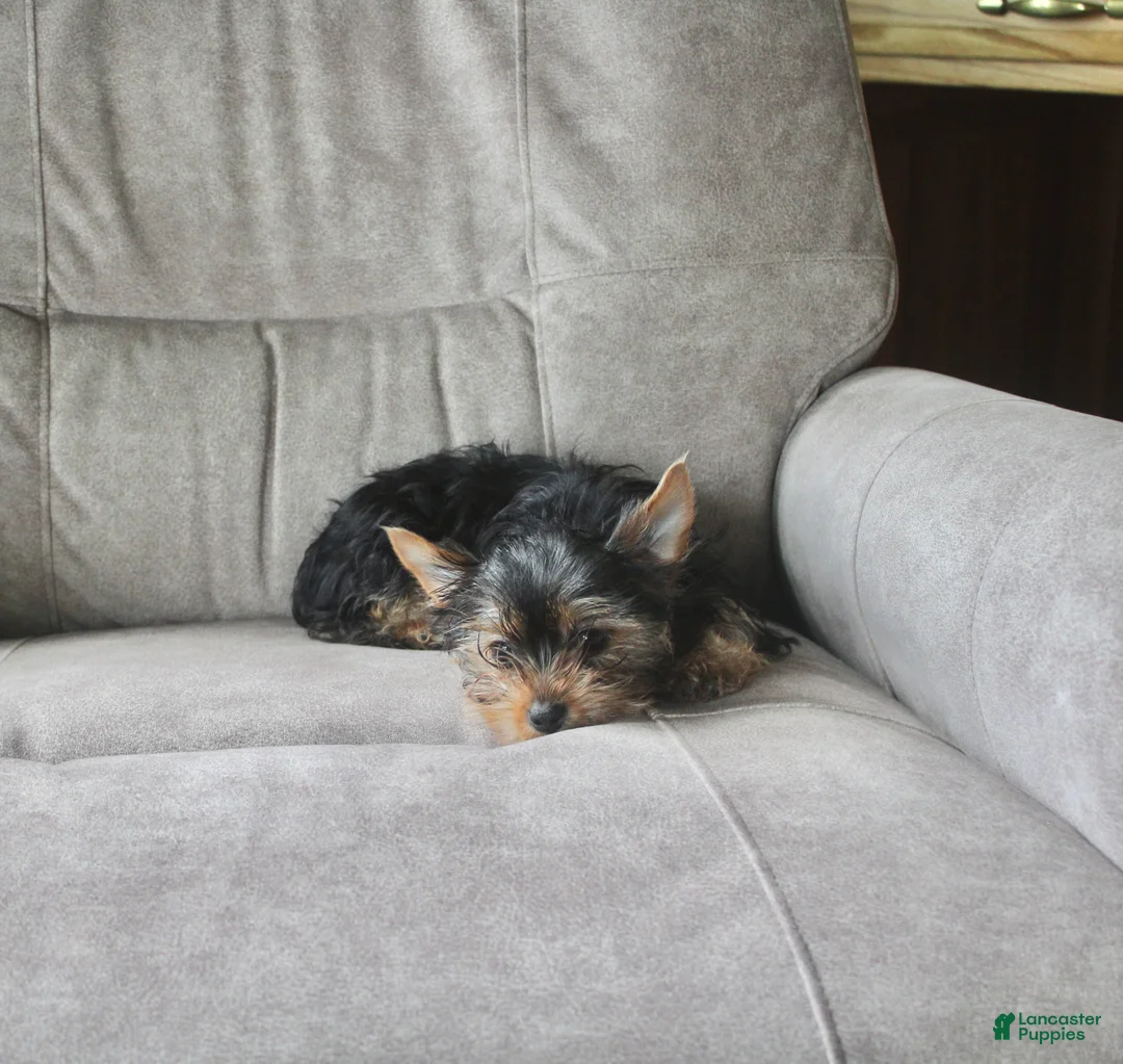 Yorkshire Terrier dogs for sale: Petunia - Ad 2