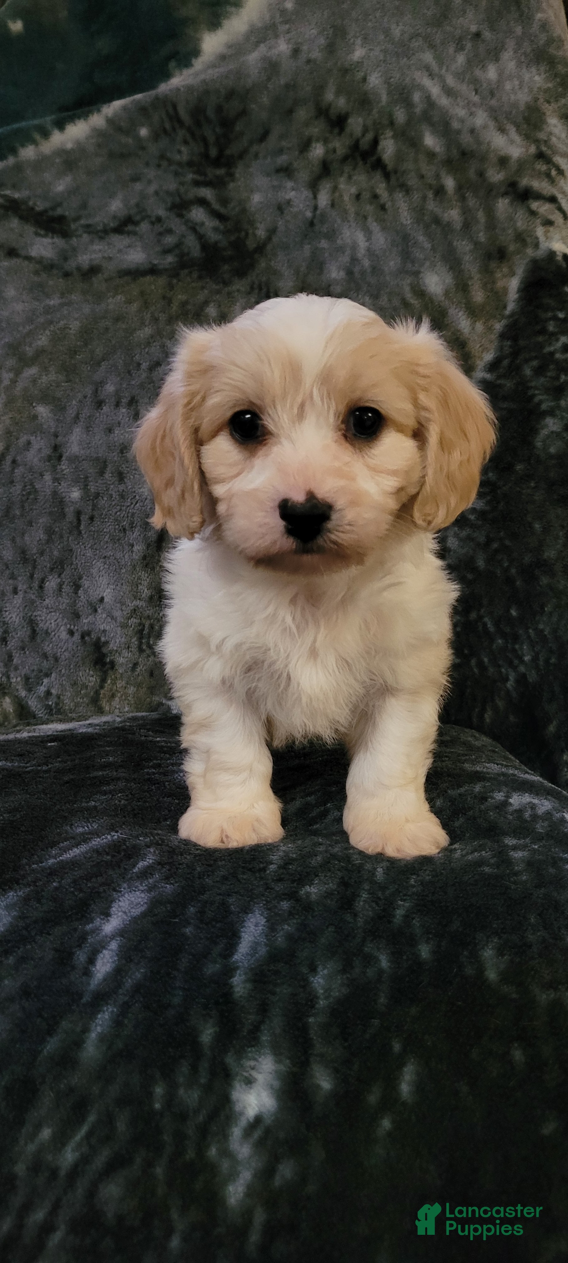 Cavachon dogs Cooper  - Ad 23