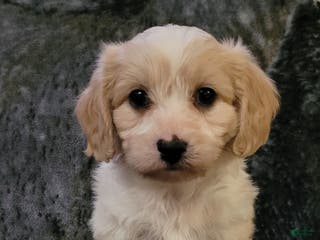 Cavachon dogs Cooper - Ad 23
