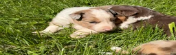Mixed Breed dogs for sale: Mixed Breed 2 - Ad 4