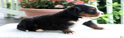 Bernese Mountain Dog dogs for sale: Karen - Ad 4