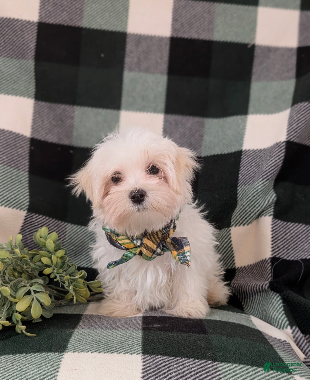 Maltese dogs for sale: Augustus 7 lbs Full Grown - Ad 3