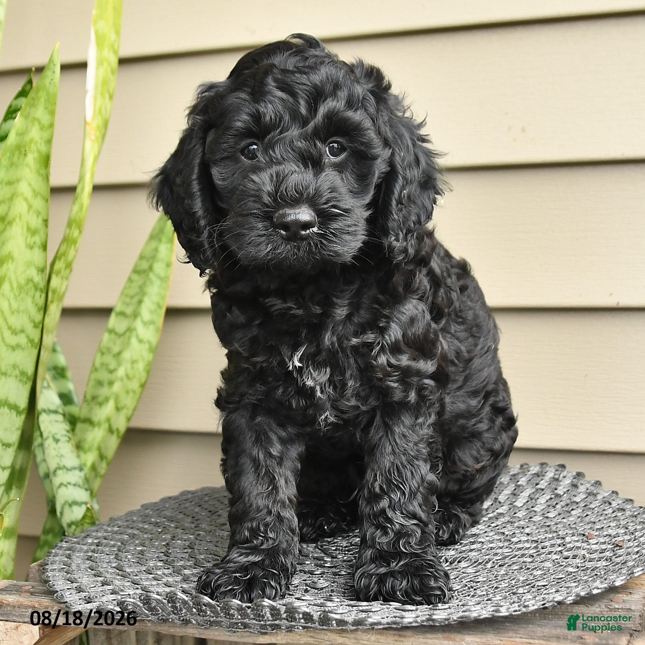 Cockapoo dogs Bear - Ad 1