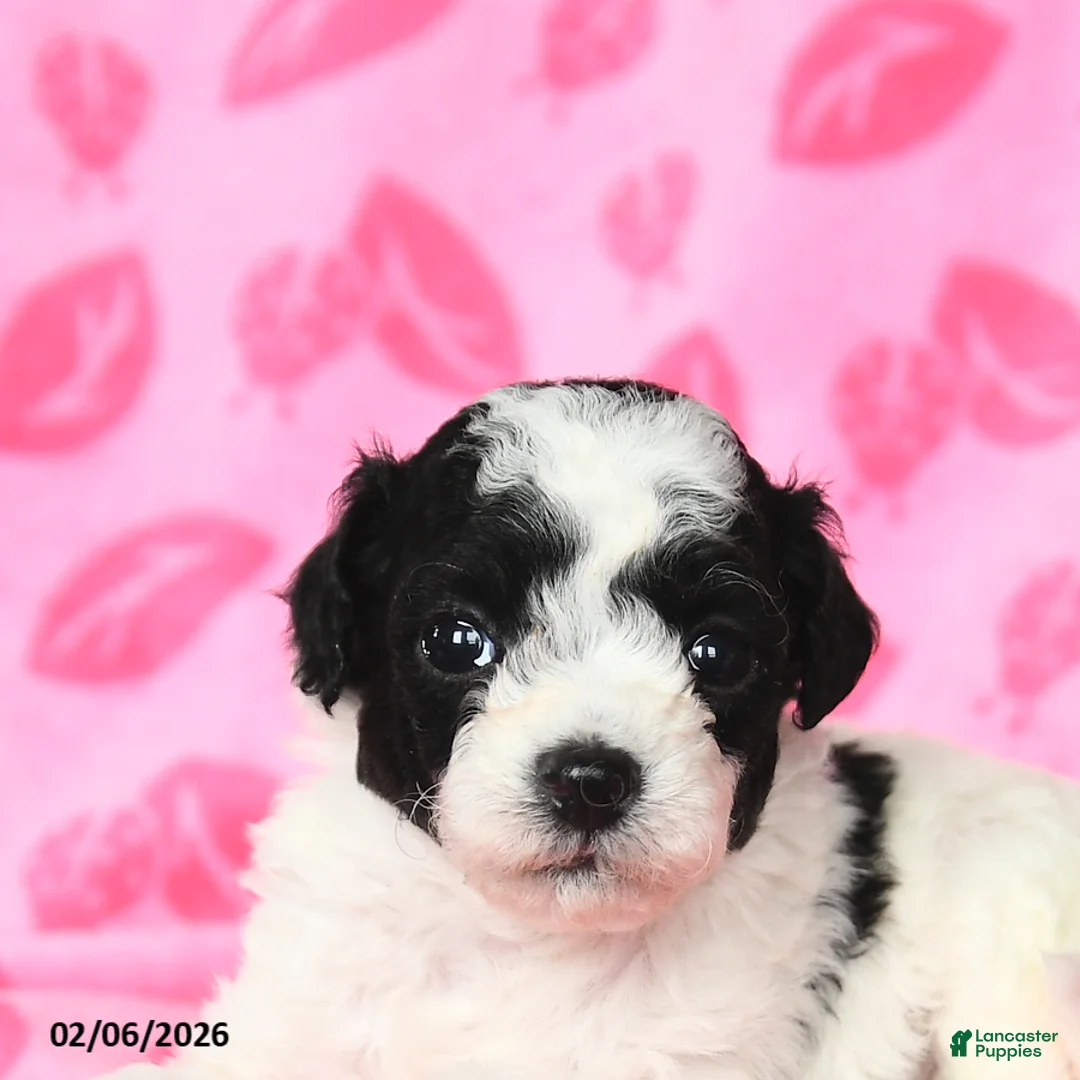 Bichpoo dogs for sale: Duncan - Ad 5