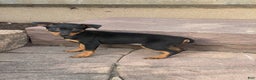Miniature Pinscher dogs for sale: Queenie - Ad 4