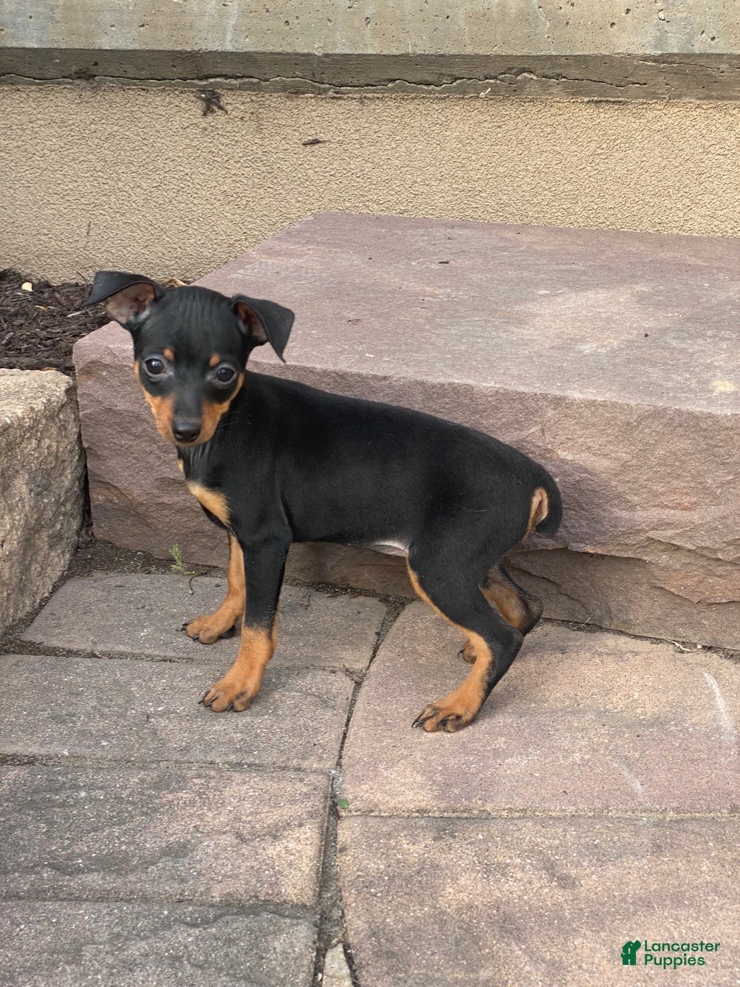 Miniature Pinscher dogs for sale: Queenie - Ad 4