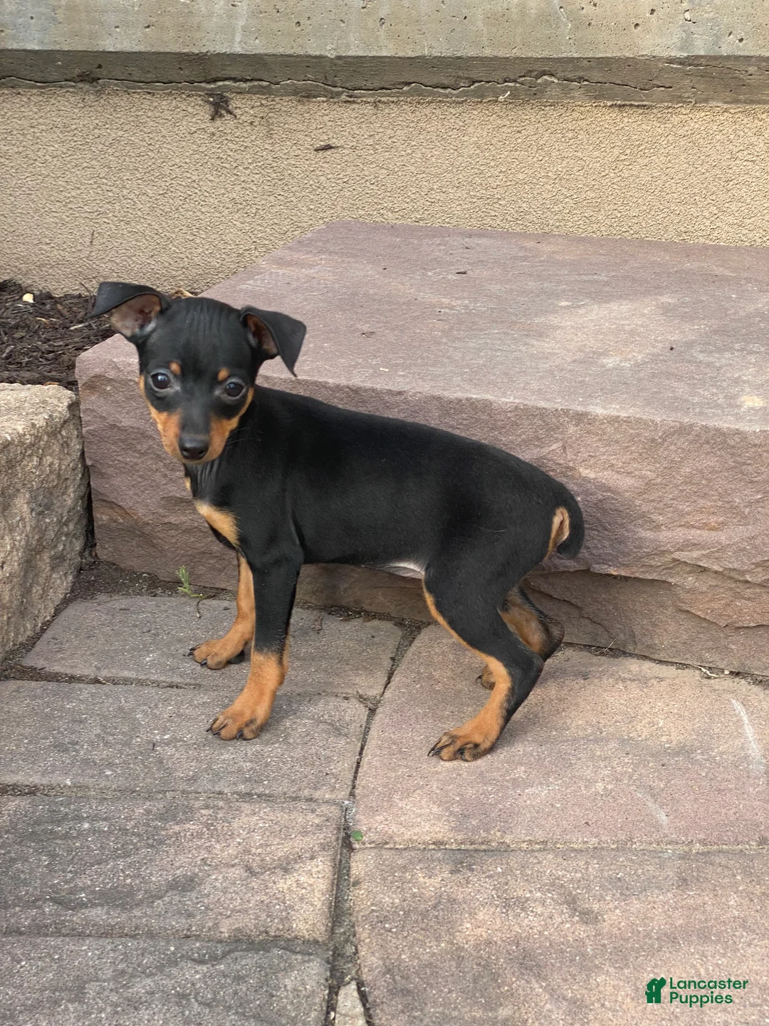 Miniature Pinscher dogs for sale: Queenie - Ad 4