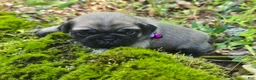 Pug dogs for sale: Manny - Ad 19