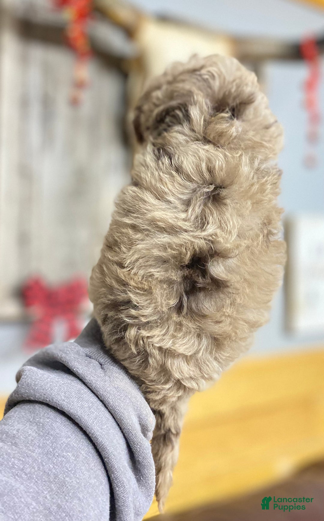 Cockapoo dogs for sale: Princess Ruby  - Ad 4