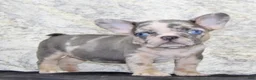 French Bulldog dogs for sale: Maggie - Ad 4