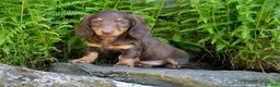 Miniature Dachshund dogs for sale: Janie - Ad 2