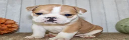 Mixed Breed dogs for sale: Arlo Male English Bulldog - Ad 6