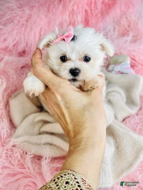 Maltese dogs Maltese 1 - Ad 16