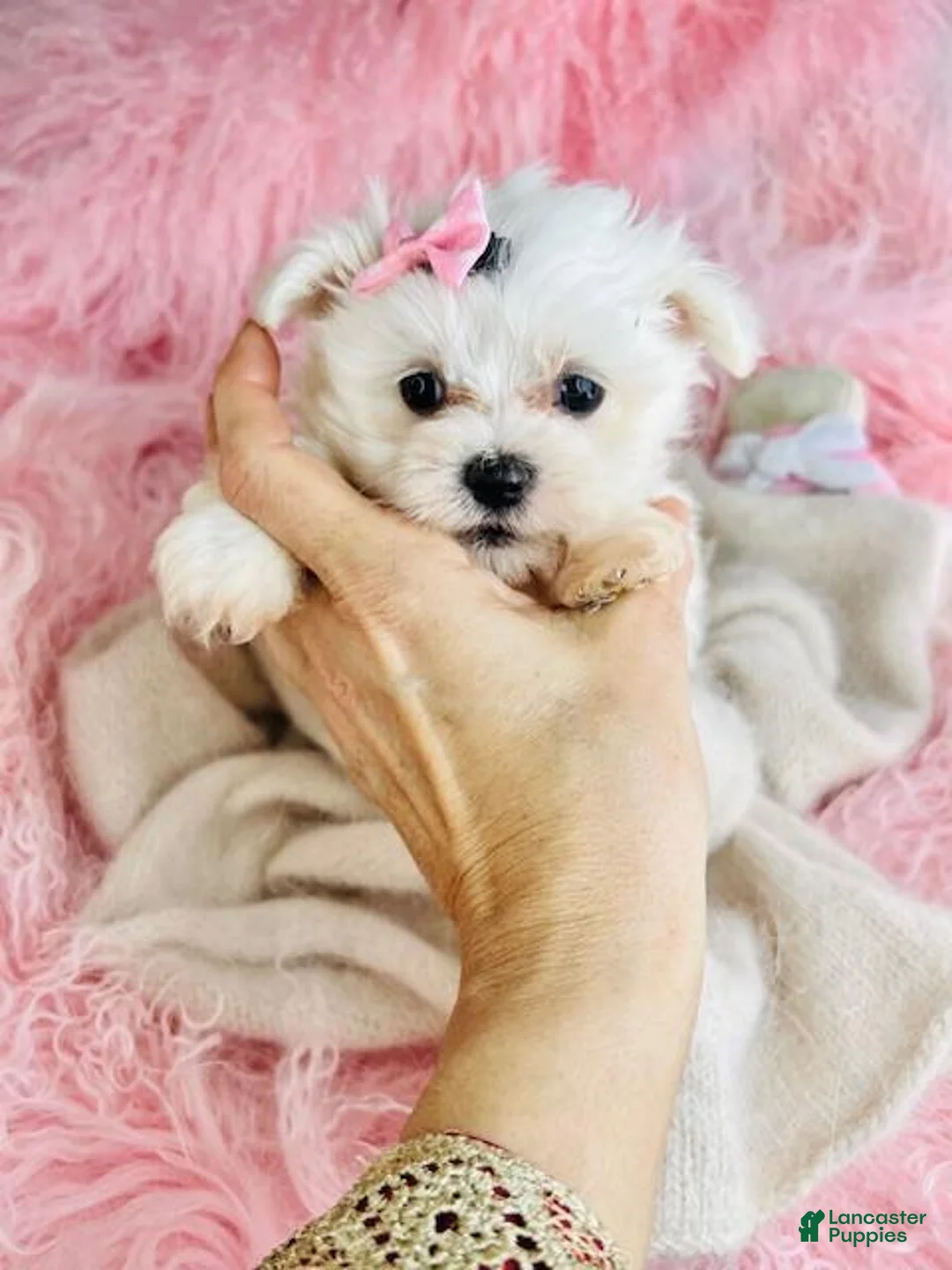 Maltese dogs for sale: Maltese 1 - Ad 1