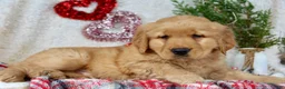 Golden Retriever dogs for sale: Tommy - Ad 4