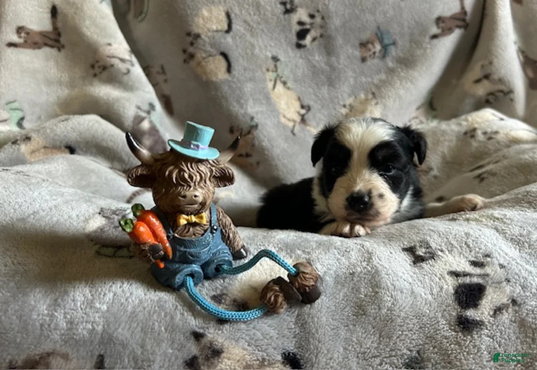 Miniature Australian Shepherd dogs for sale: Miniature Australian Shepherd Puppy 1 - Ad 2