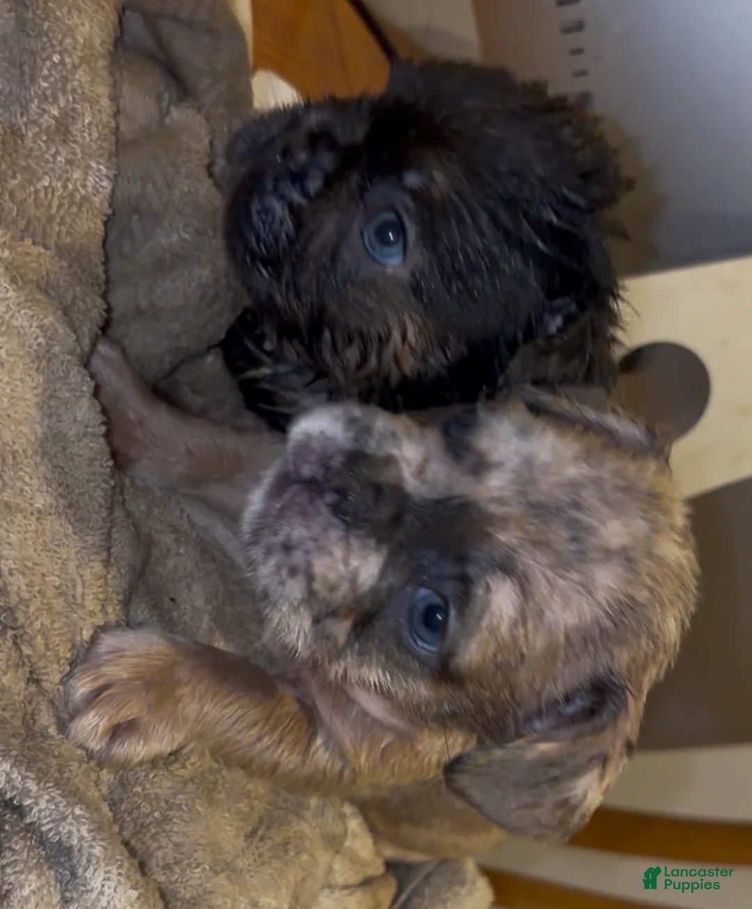 French Bulldog dogs for sale: Legacy  - Ad 1