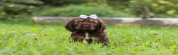 Cocker Spaniel dogs for sale: Sophia - Ad 3