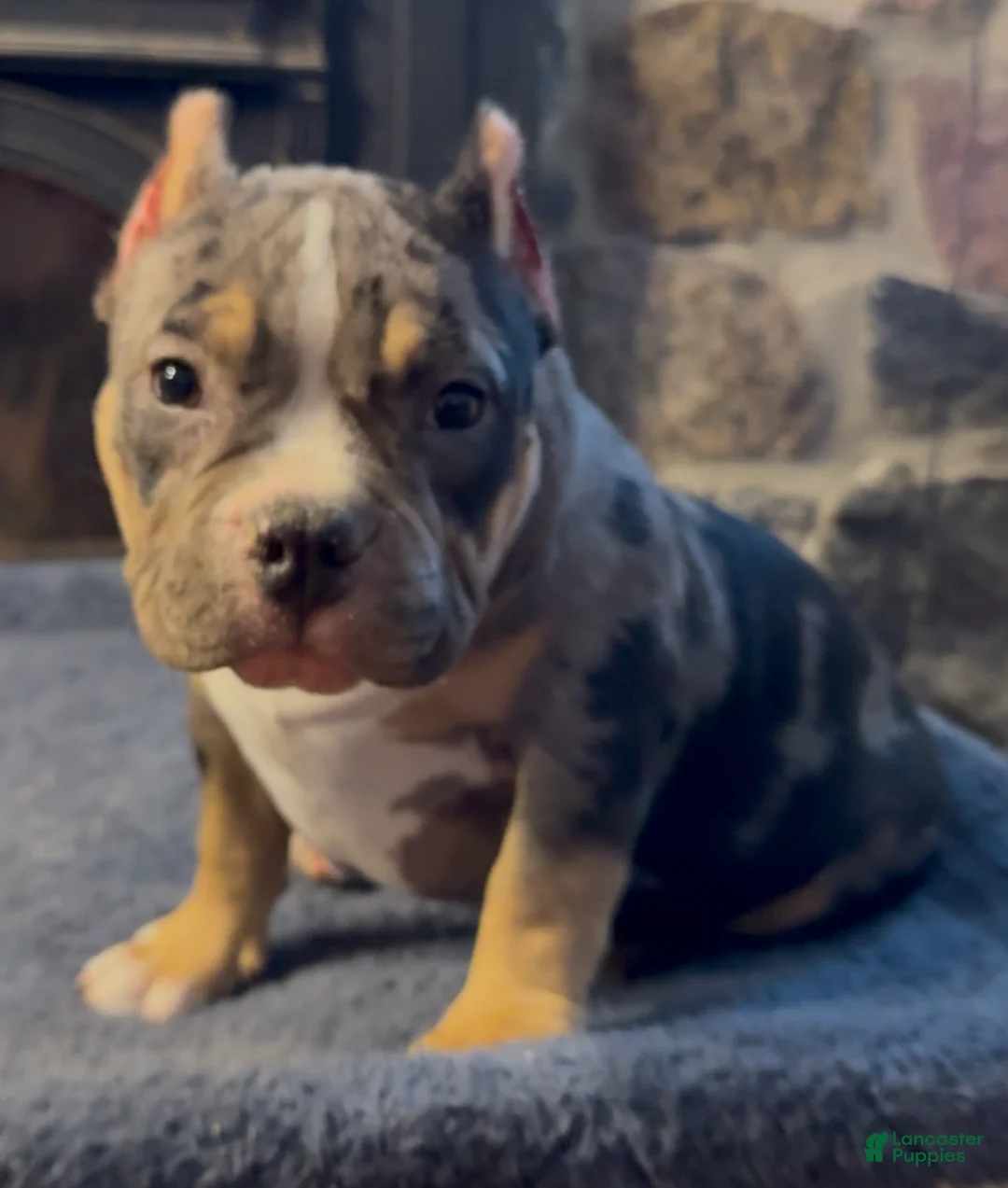 American Bully dogs for sale: American Bully Puppy 1 - Ad 9
