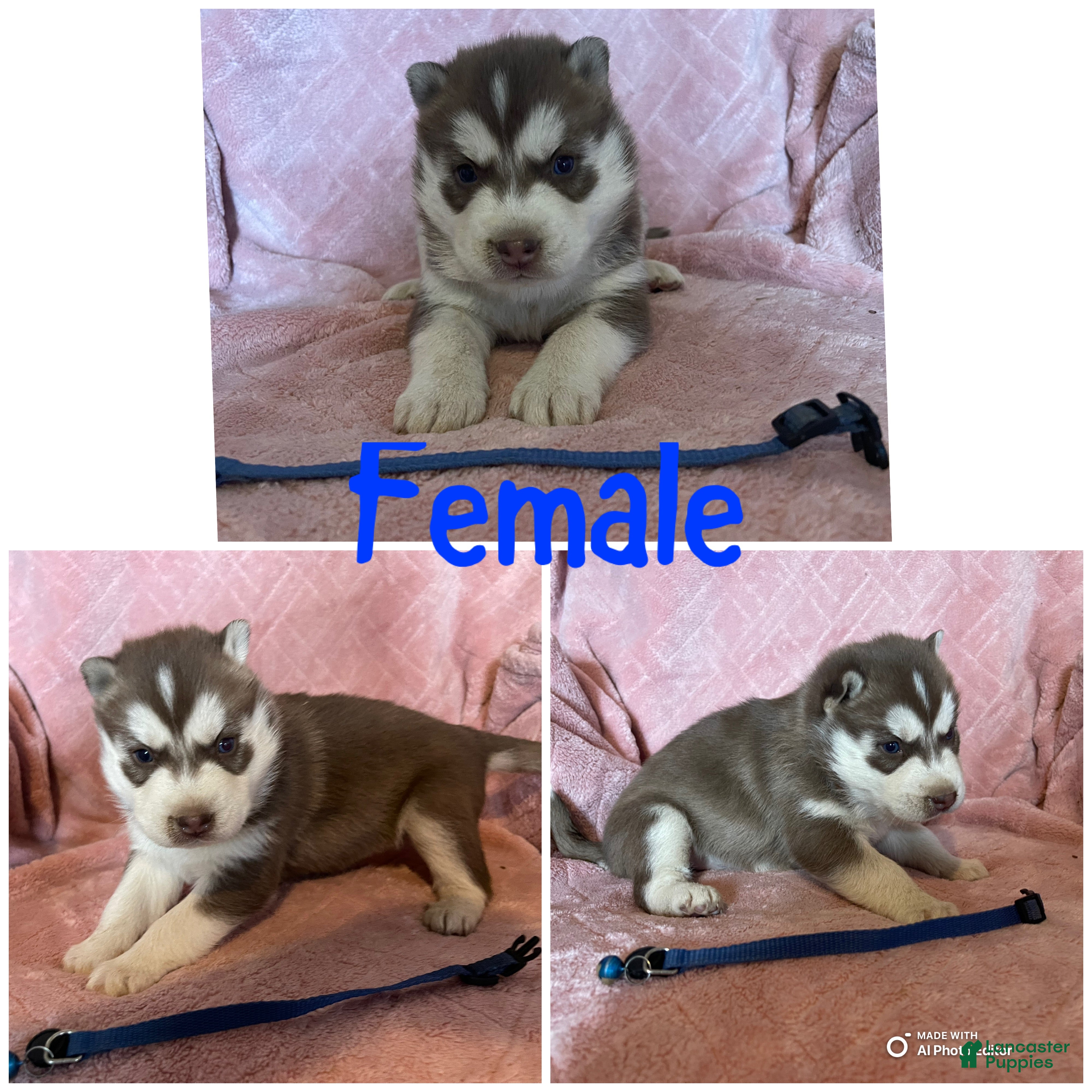Siberian Husky dogs Siberian Husky Puppy 5 - Ad 36