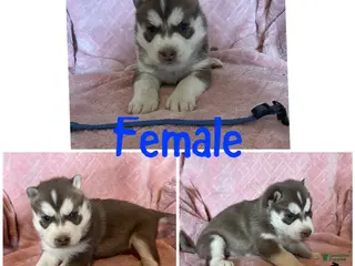 Siberian Husky dogs Siberian Husky Puppy 5 - Ad 36
