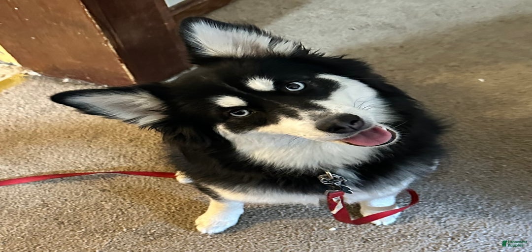 Gallery Image {{count}}