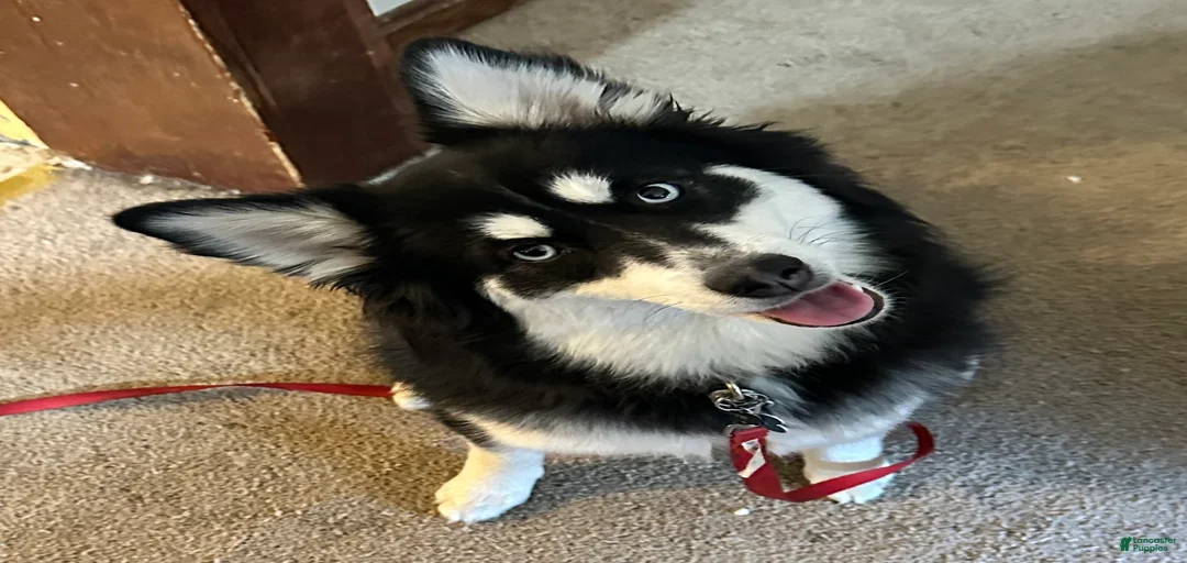 Gallery Image {{count}}