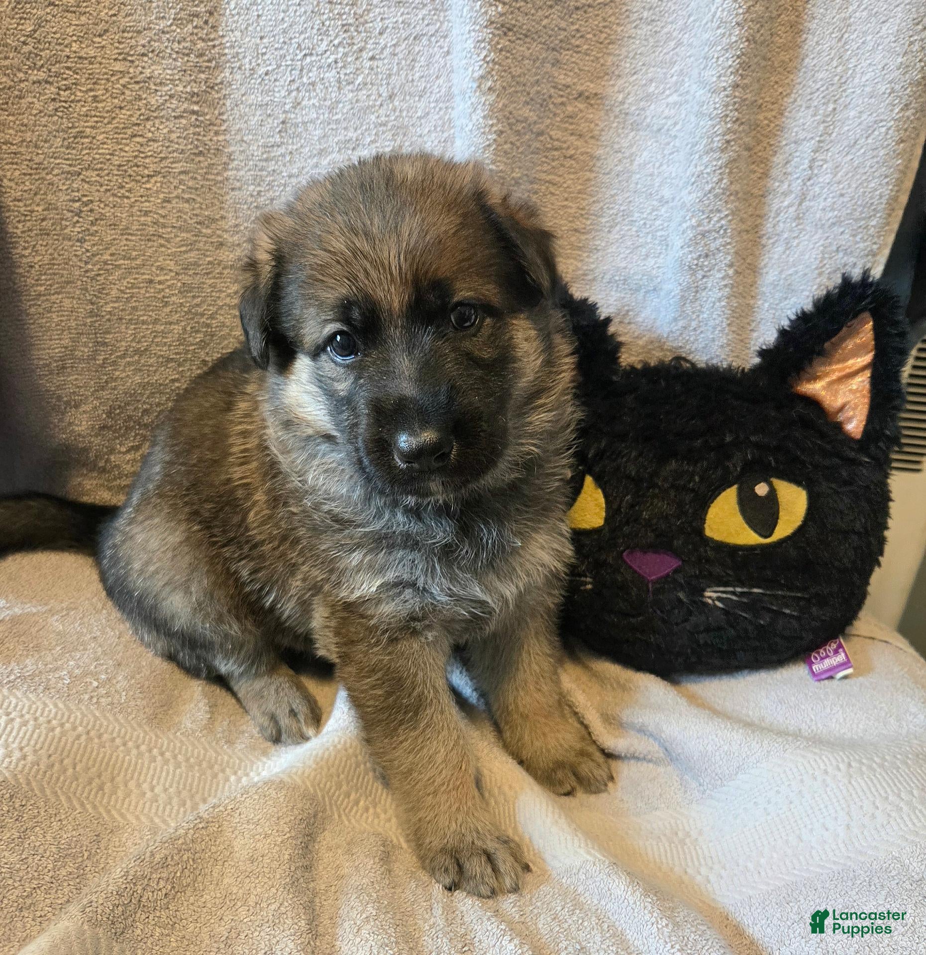 German Shepherd dogs Rocky - Ad 1