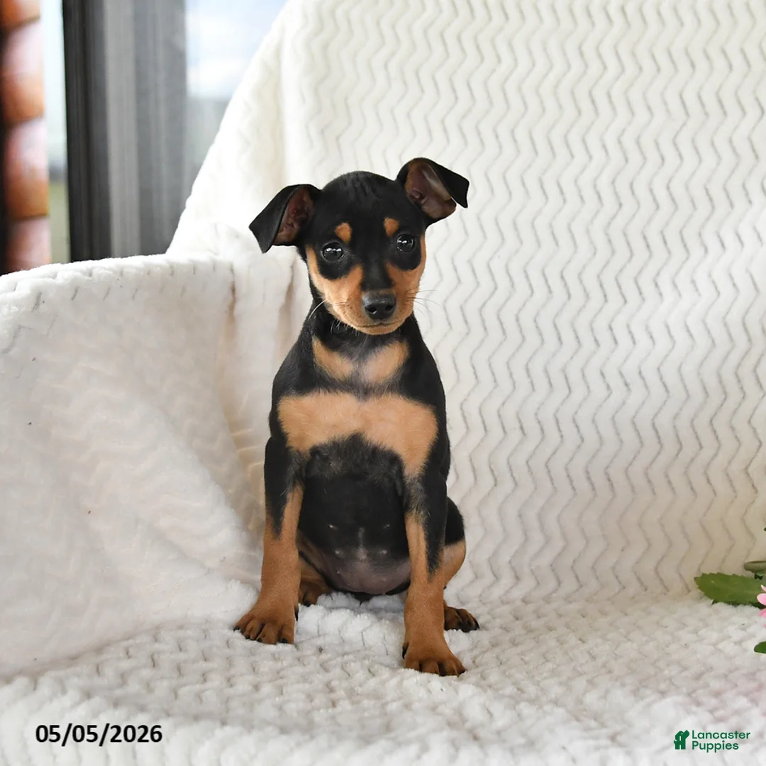 Miniature Pinscher dogs for sale: Tulip - Ad 2