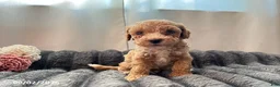 Miniature Poodle dogs for sale: Tucker - Ad 2
