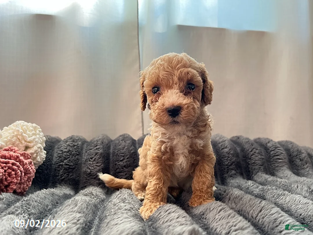 Miniature Poodle dogs for sale: Tucker - Ad 2
