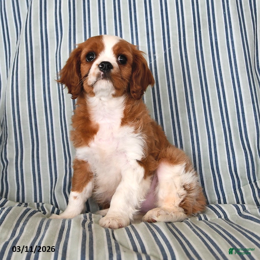 Cavalier King Charles Spaniel dogs Jasper - Ad 1