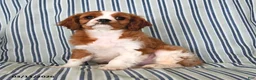 Cavalier King Charles Spaniel dogs for sale: Jasper - Ad 1