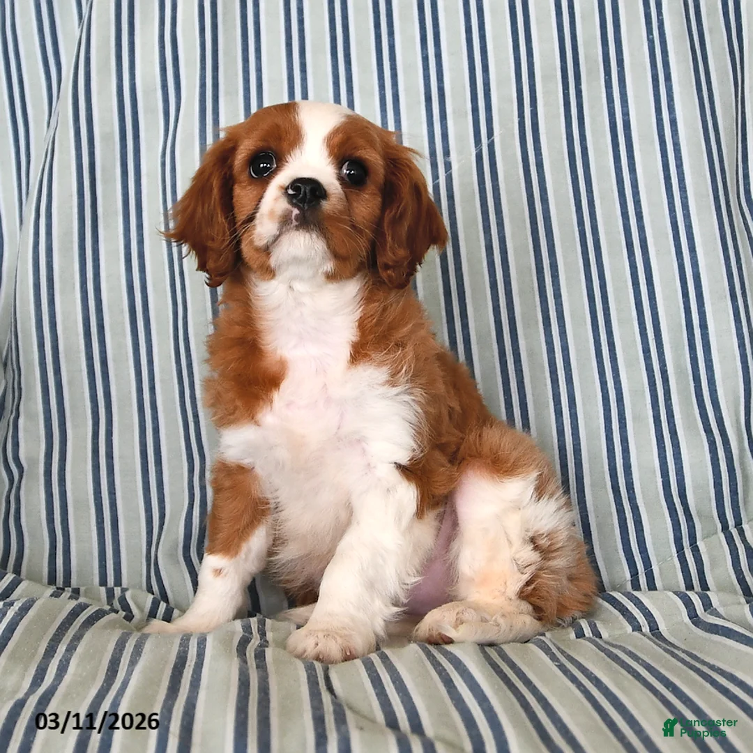 Cavalier King Charles Spaniel dogs for sale: Jasper - Ad 1
