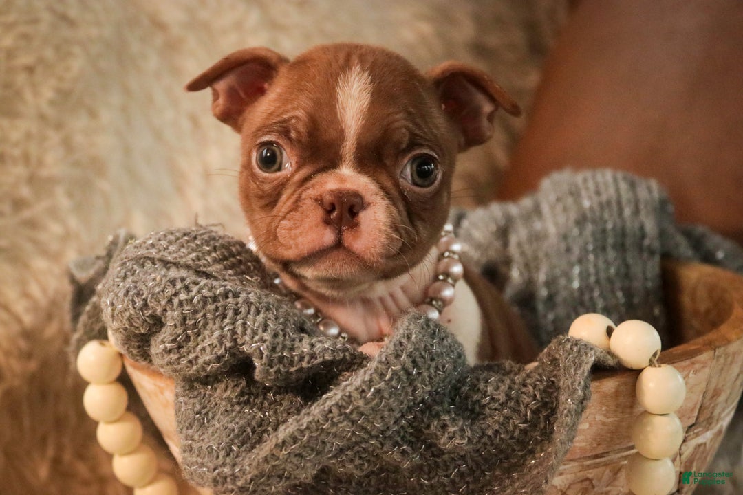 Boston Terrier dogs for sale: Kloe - Ad 2