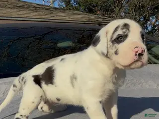 Great Dane dogs Apollo - Ad 15