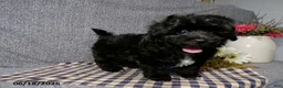 Havapoo dogs for sale: Cory - Ad 4