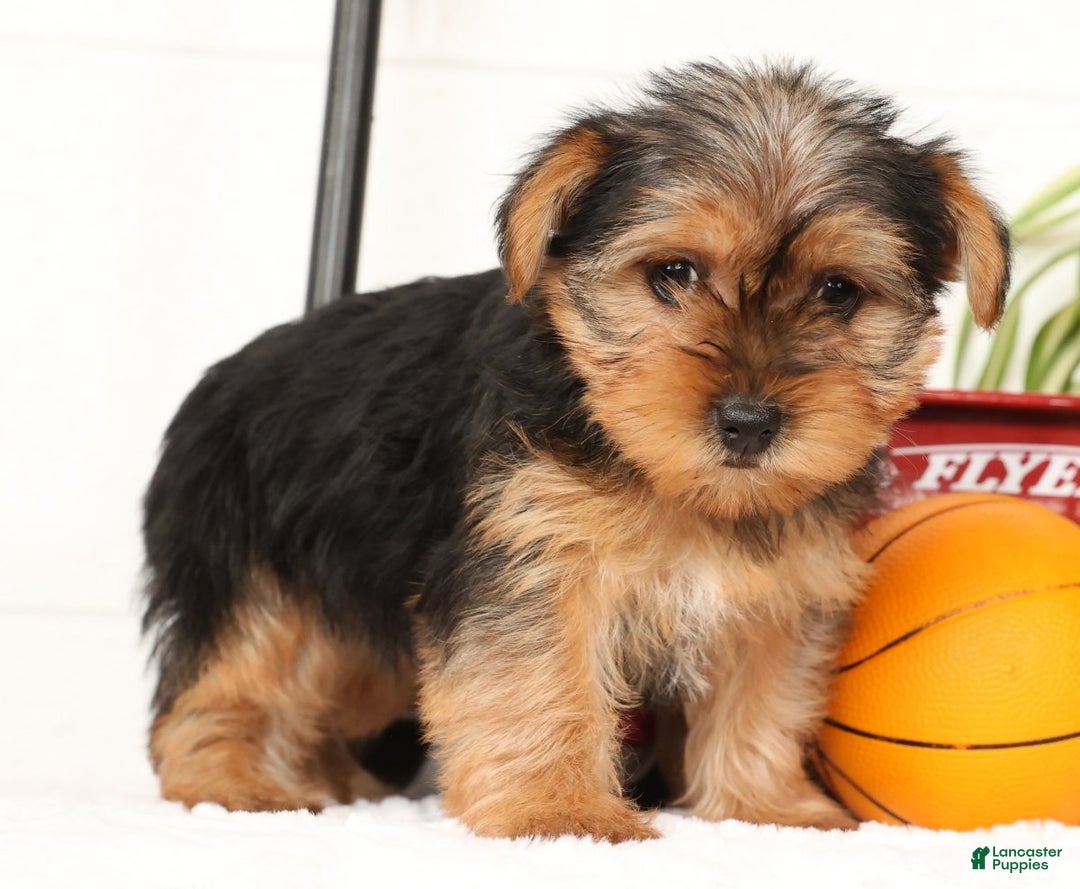 Yorkshire Terrier dogs for sale: Bella - Ad 1
