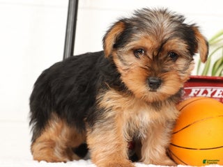 Yorkshire Terrier dogs Bella - Ad 5