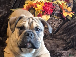 Mixed Breed dogs - Ad 25