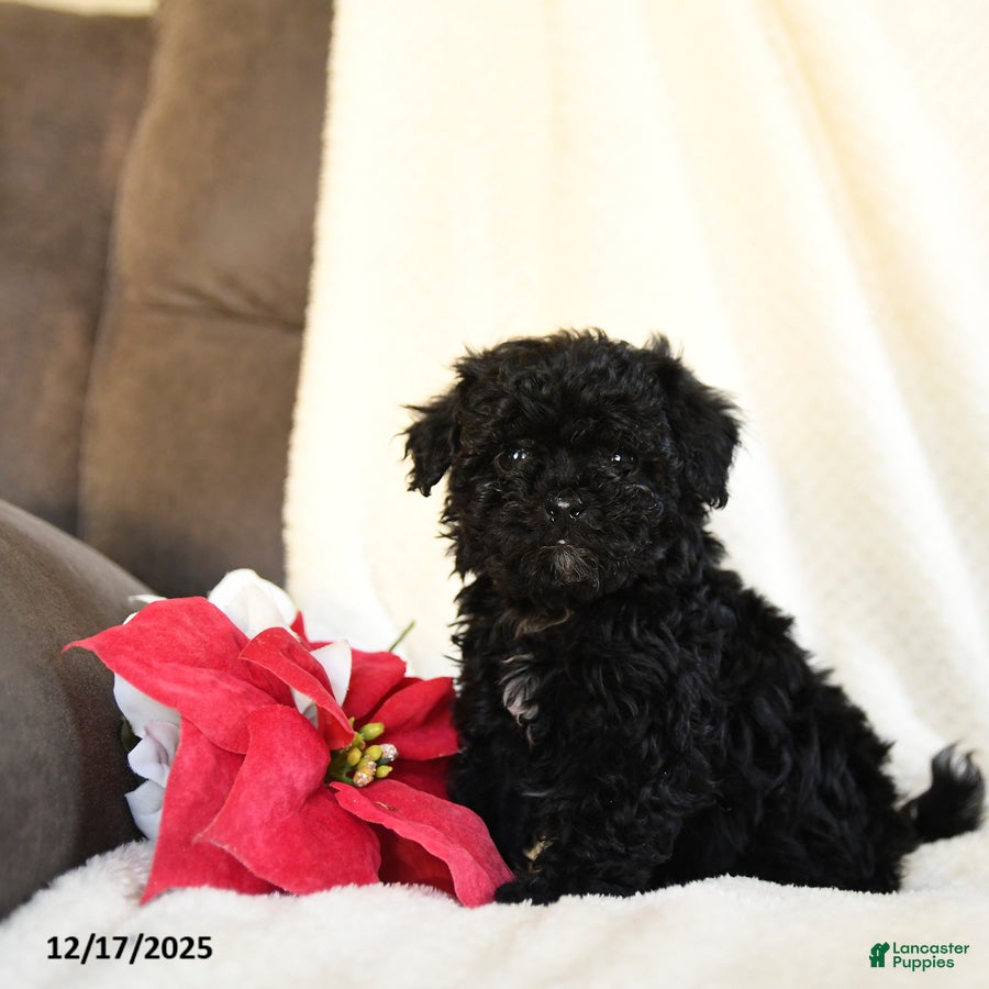 Teddy Bear dogs Candy Cane - Ad 22