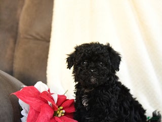 Teddy Bear dogs Candy Cane - Ad 8