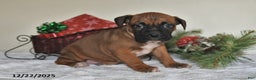 Boxer dogs for sale: Banjo - Ad 5