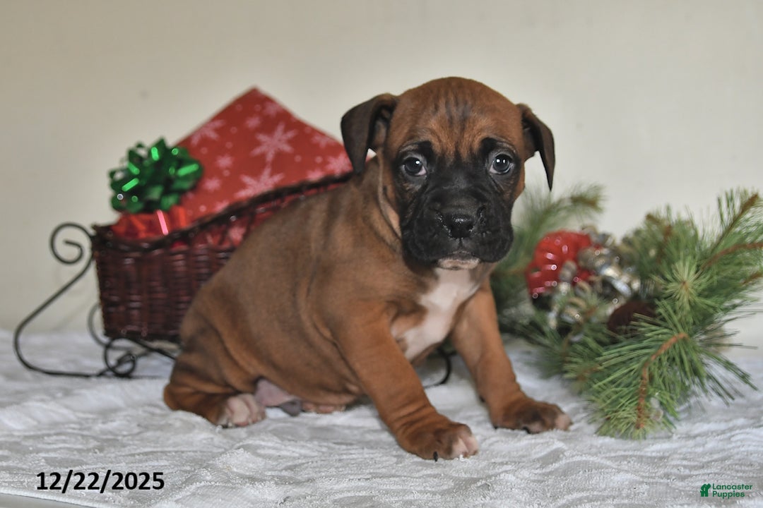 Boxer dogs for sale: Banjo - Ad 5