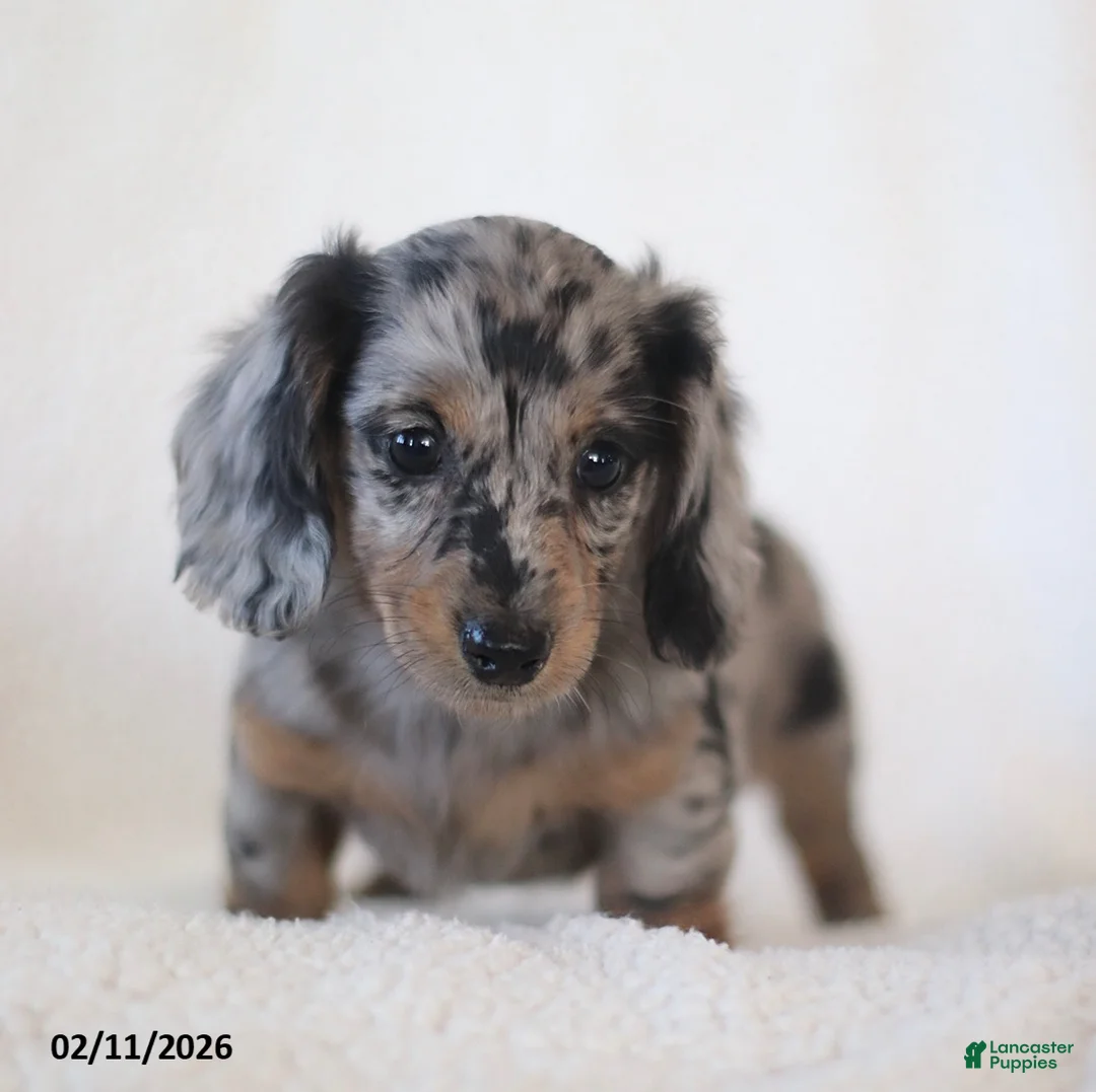 Miniature Dachshund dogs for sale: Lacey - Ad 3