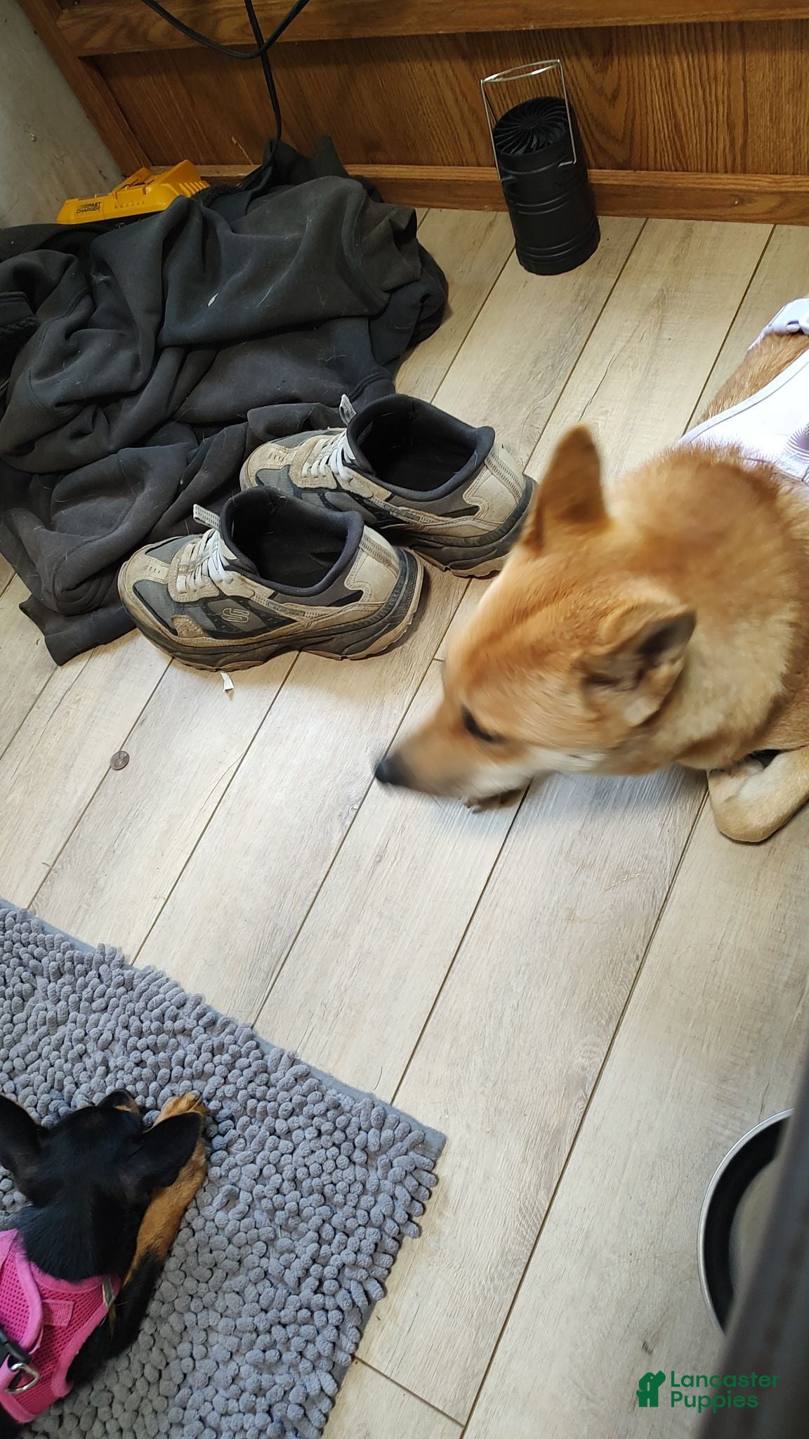 Shiba Inu dogs Shiba Inu 5 - Ad 40