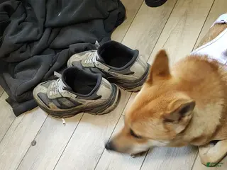 Shiba Inu dogs Shiba Inu 5 - Ad 40