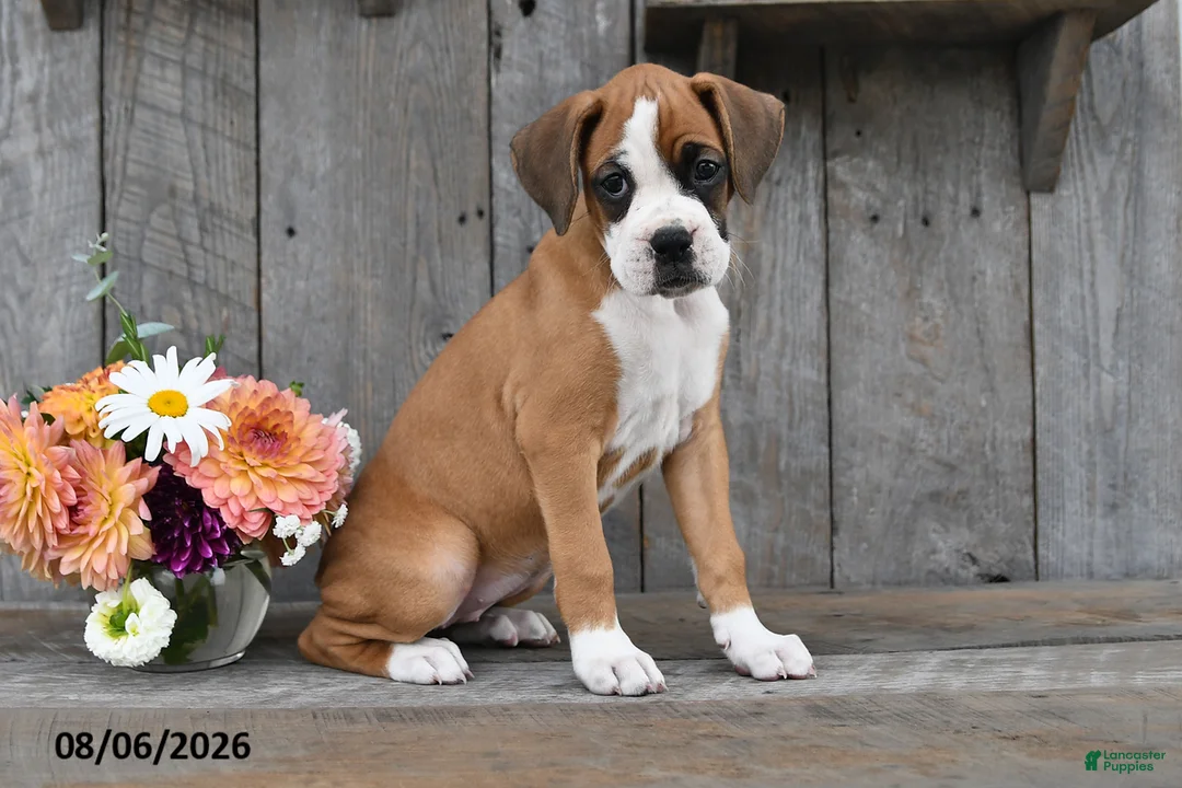 Boxer dogs for sale: Gracie - Ad 2